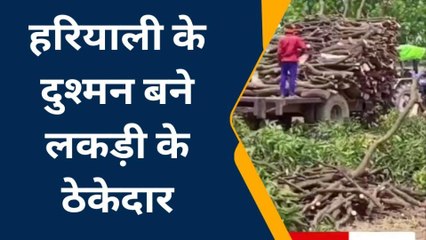 बहराइच: धरती के सौंदर्य पर ठेकेदार चला रहे आरा, पर्यावरण संरक्षण को दे रहे चुनौती