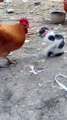 Chicken versus Cat: In 2023, keep an eye out for what comes next and prepare to laugh.