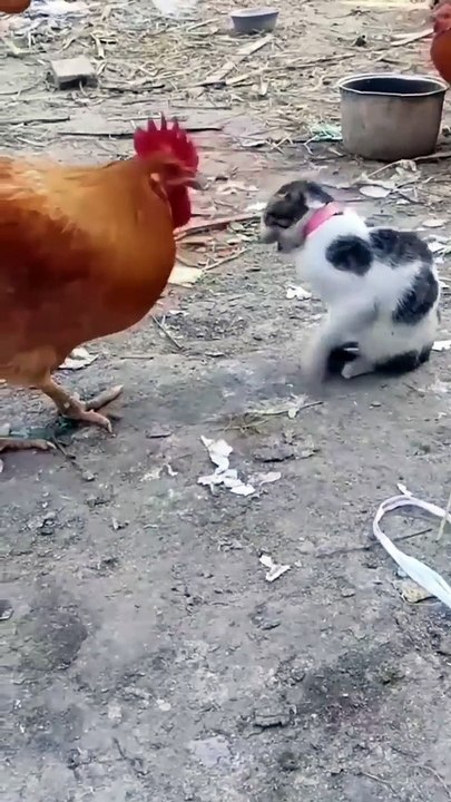 Chicken versus Cat: In 2023, keep an eye out for what comes next and prepare to laugh.