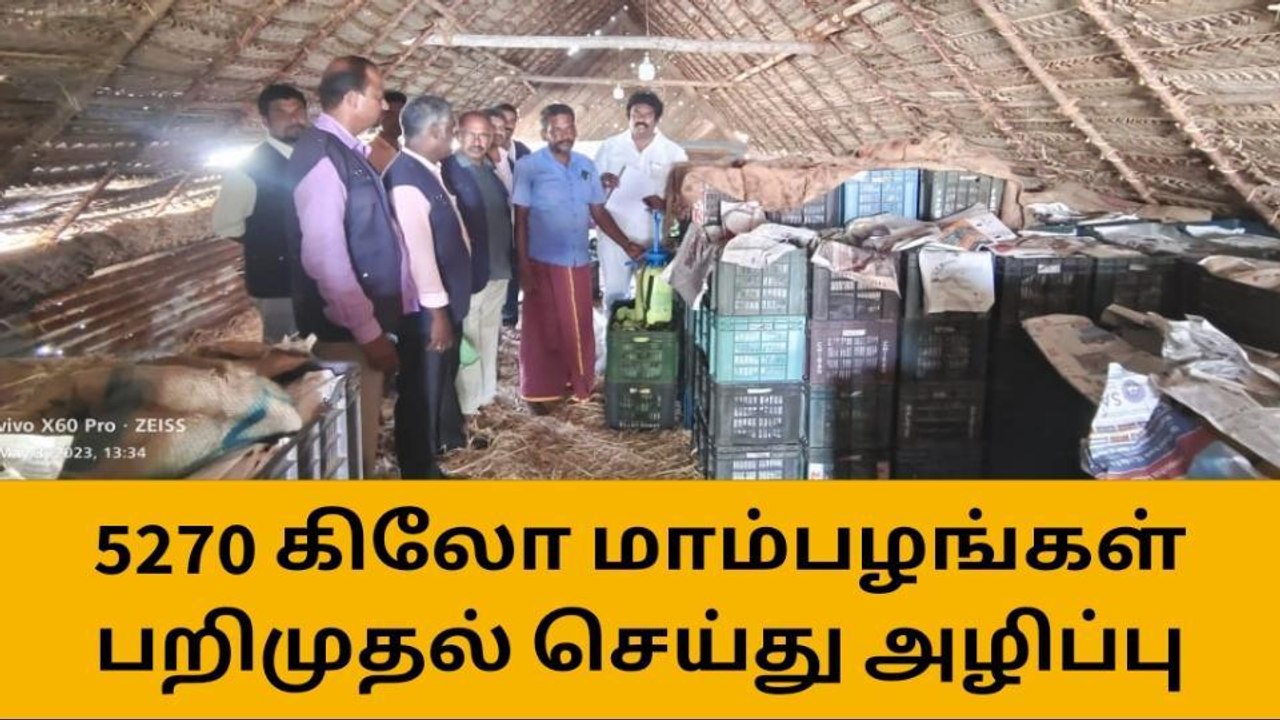 திருச்சி:ரசாயனம் மூலம் பழுக்க வைக்கப்பட்ட 5270 கிலோ மாம்பழங்கள் பறிமுதல்!