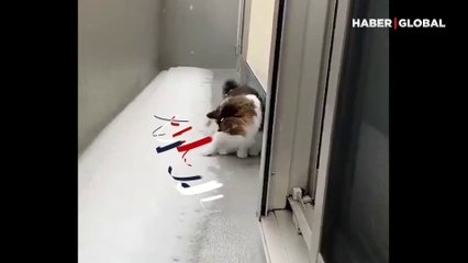 Karın tadına bakan kedinin tepkisi kahkahaya boğdu
