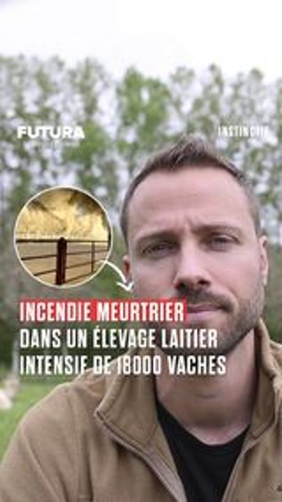 L'agonie de milliers de vaches dans un élevage intensif au Texas ! L'élevage intensif : une pratique qui rompt le pacte entre l'Homme et l'animal