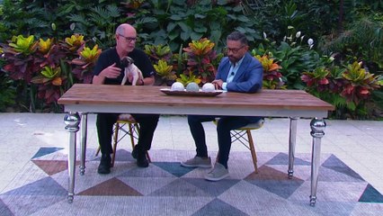 bd-consejos-para-evitar-incidentes-con-perros-030523