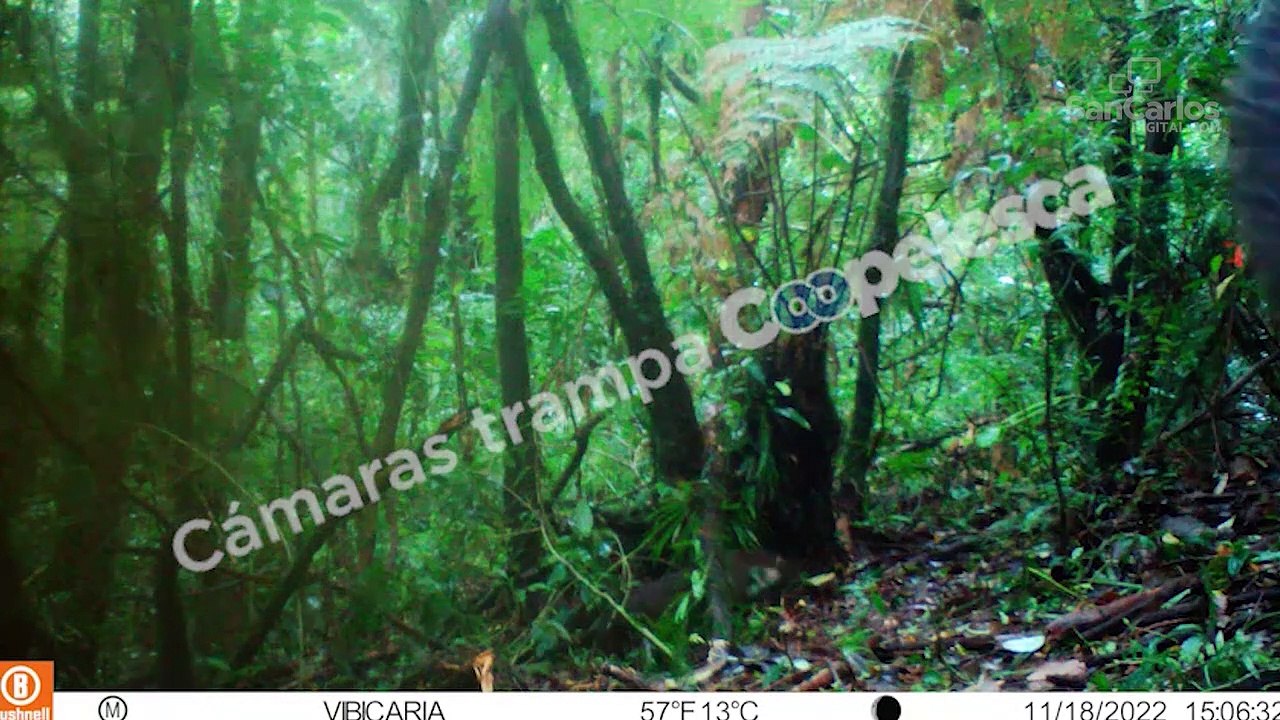 ¡Hermoso! Video muestra la fauna silvestre escondida en la Montaña Sagrada