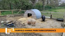 Bristol May 03 What’s on Guide: Local animal centre is offering a farm experience for visitors