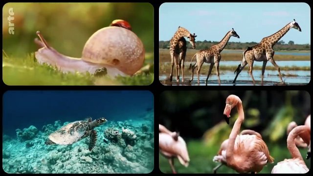 Wird es eine neue Spezies Mensch geben 42 - Die Antwort auf fast alles _ ARTE