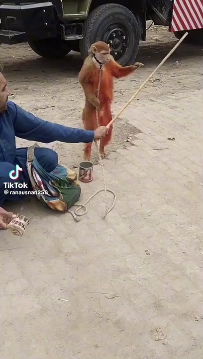 Funny video