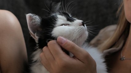 Your What’s on Guide for Manchester 3 May: Manchester Cat Extravaganza coming to Bowlers Exhibition Centre