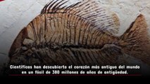 Hallan el corazón más antiguo del mundo en un antiguo fósil de pez