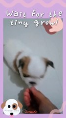 Start Them Young: My Smart Furbaby Chambe 