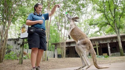 Spinal Injuries Can Be Very Tough, Especially For This Older Kangaroo