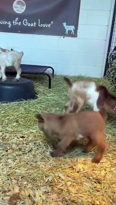 Animal funny video