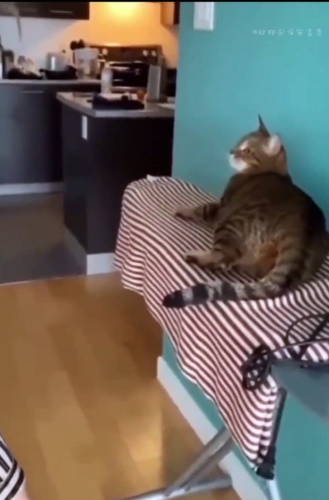 Animal funny video masti