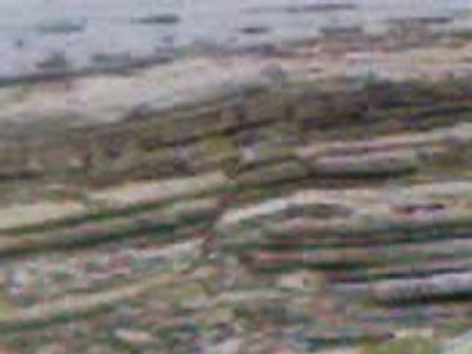 MOV00005