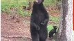 Mama Bear Visits Neighborhood With New Cub That's an Expert Climber