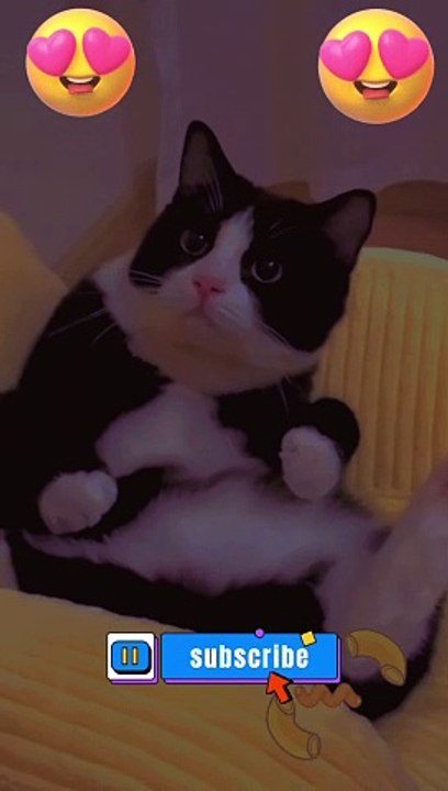 I am so sweet Cat and Dog | #shorts #youtubeshorts #funny #cats #fun #jokes #cats #cat #viral #youtube