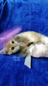 Alyaska and Amazon British Shorthair kittens