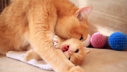 Anabel Сat and her four BABIES _ Tiny kittens _ Video 2020 _ Сompilation