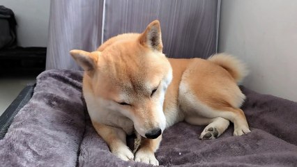 맛있다시바-153839