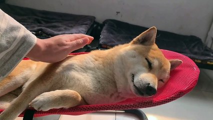 기분좋다시바-153840