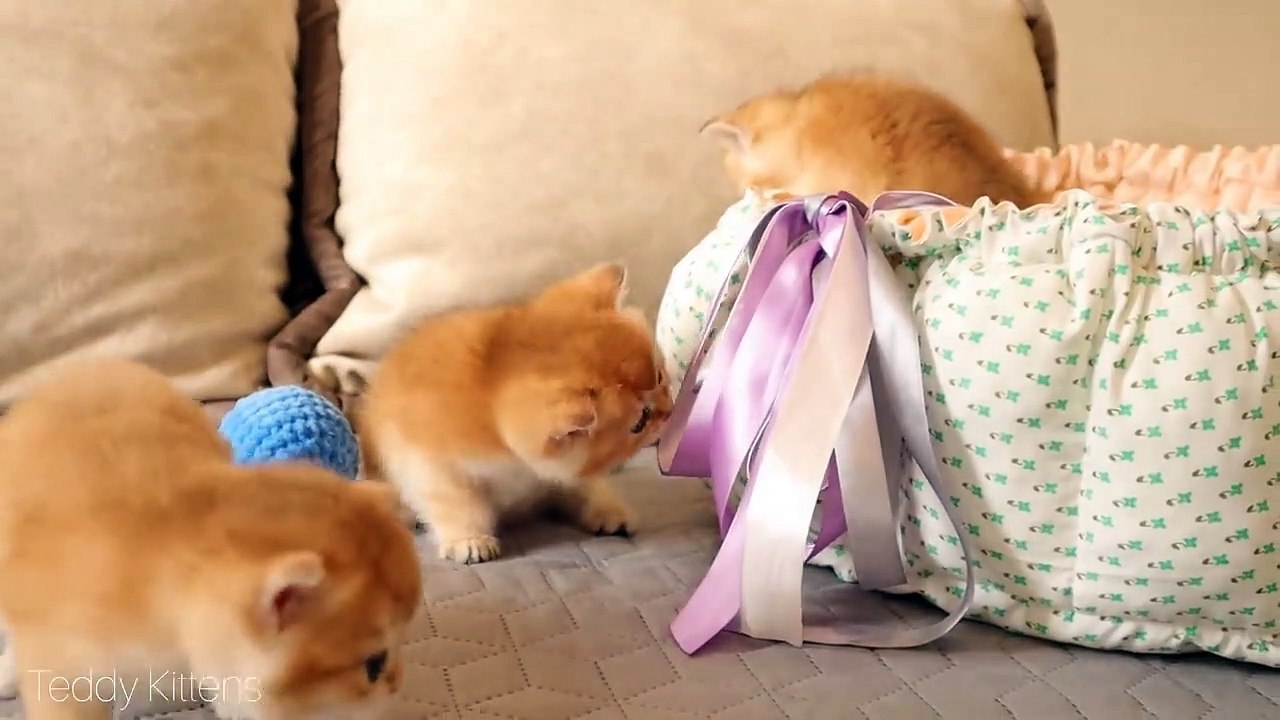 Anabel's Kittens meet with Agusha's kittens and playing.