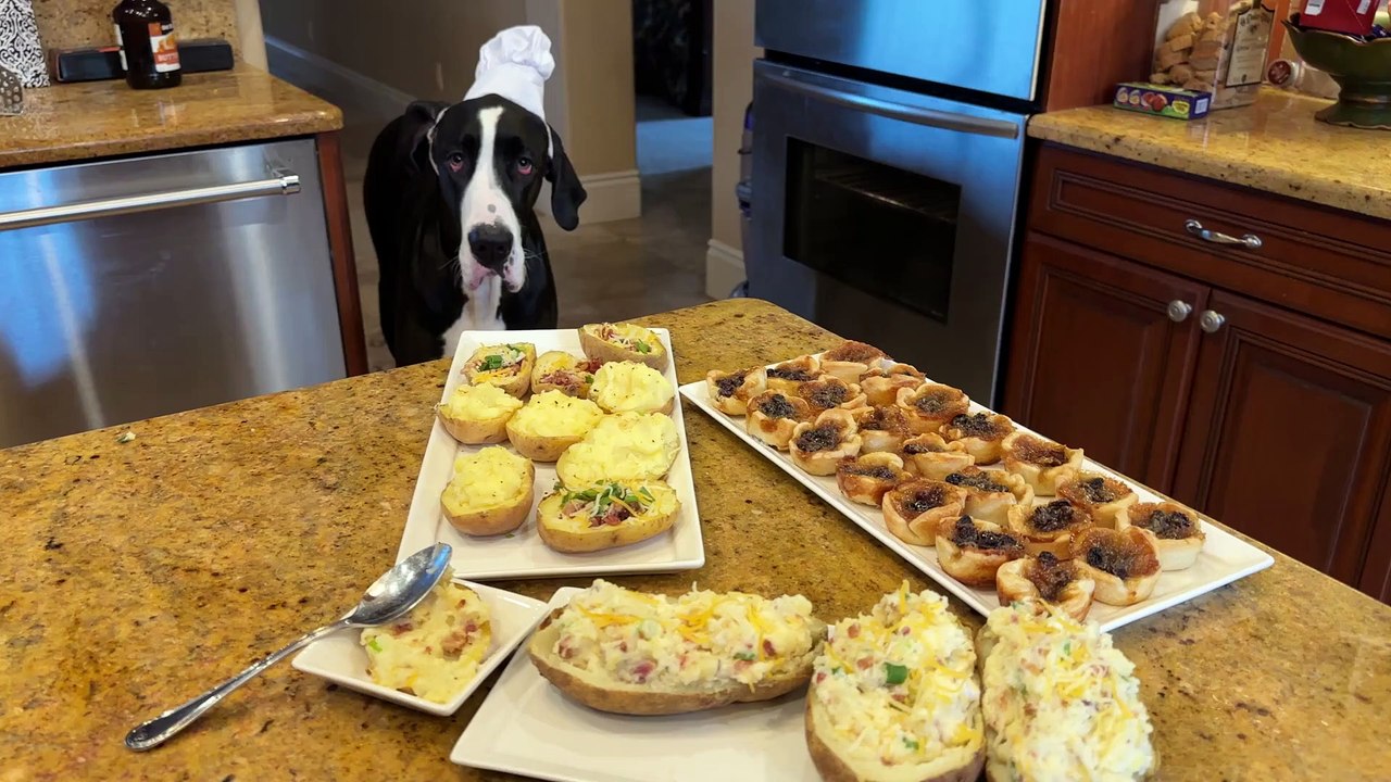 Great Dane loves to sample delicious comfort food! Watch Great Dane enjoy the best comfort food!