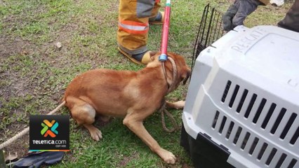 1tn7-¡Otro-caso!-Niña-de-8-años-internada-tras-ataque-de-perro-en-Pérez-Zeledón-030523