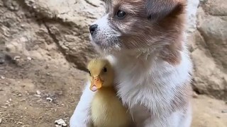 puppy and duckling . A beautiful moment #1454 - #shorts(720p)