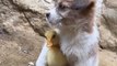 puppy and duckling . A beautiful moment #1454 - #shorts(720p)