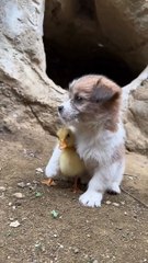 puppy and duckling . A beautiful moment #1454 - #shorts(720p)