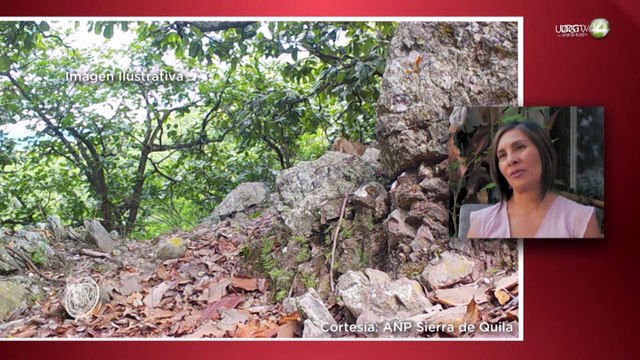 Advierten que matar felinos de La Primavera podría afectar la salud de los humanos