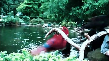 Short video birds singing\sa jokes,funny video