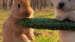 Rabbit Eating Co cumber | Rabbit And Dog | Animals Funny Moments | Cute Pets | Funny Animals #animal