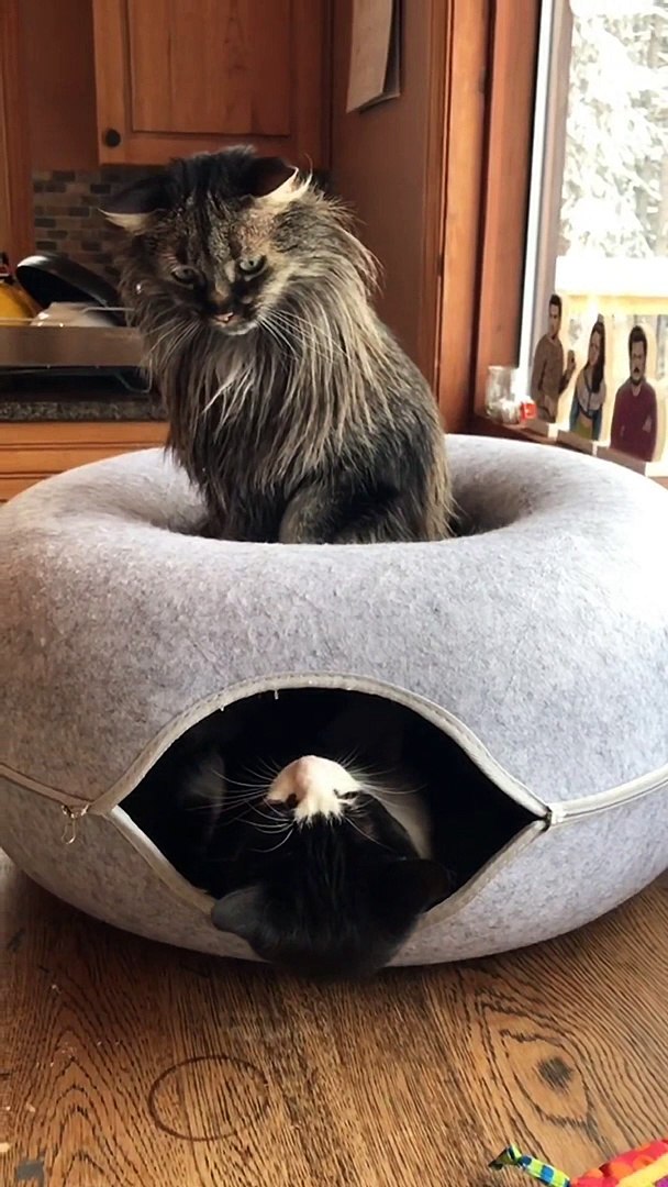 ⁣Cats Fighting Each Other | Cat Funny Moments | Cute Pets | Funny Animals #animals #pets  #catvideos
