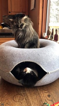 Cats Fighting Each Other | Cat Funny Moments | Cute Pets | Funny Animals #animals #pets #catvideos