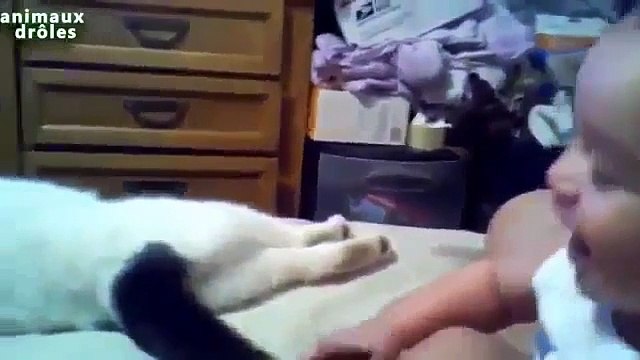 Betisier d'animaux, marrant - droles de chats. Funny animals cats