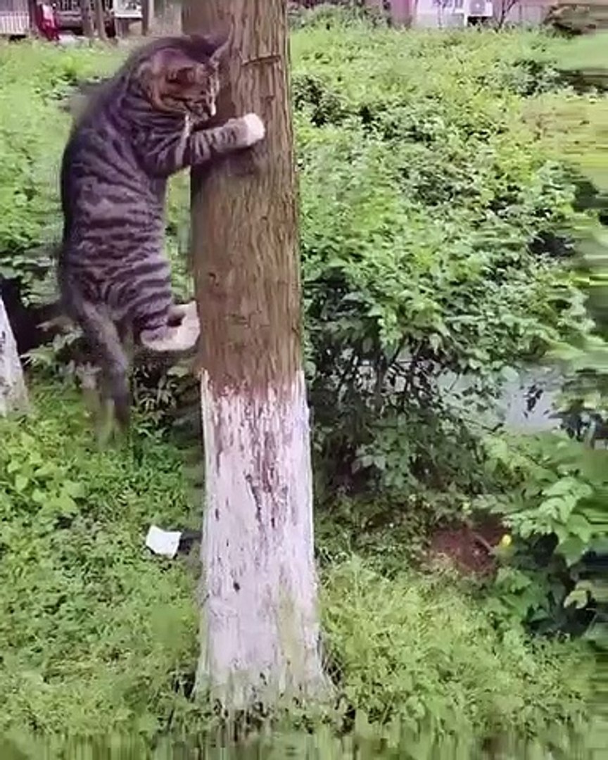 ⁣Cat Say Find Out Me