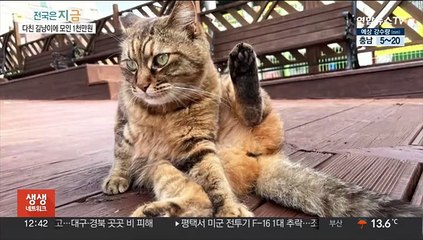 온정으로 모은 1천만원…교통사고 길고양이 살렸다