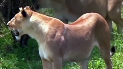 Discovery Wild Animal Fight_ Buffalo Destroy Lion To Save His Teammate ► Epic Battle Buffalo Vs Lion