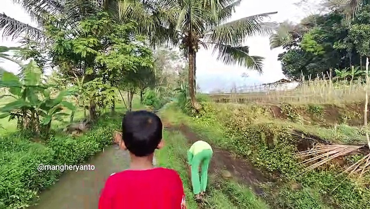 jalan di sawah