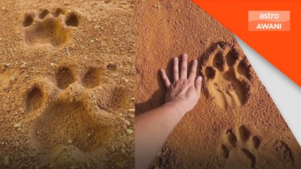 Harimau belang dikesan di Bukit Berekeh, Sungai Siput