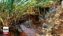 Destrucción y contaminación; consecuencias del derrame de petróleo en Nacajuca, Tabasco | Ciro Gómez Leyva