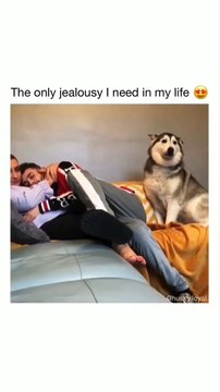 Animals lover #animallovers #helpanimals #petslover #doglover #animals #pets #dogs #animal #pet #dog #cuteanimals #puppy #teck_kumar