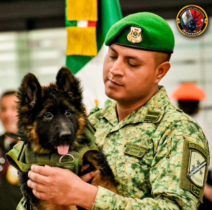 Sedena presenta a Arkadas, nuevo perrito rescatista donado por Turquía