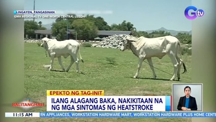 Ilang alagang baka, nakikitaan na ng mga sintomas ng heatstroke | BT