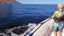 Un groupe de dauphins nageant avec le bateau - Buzz Buddy