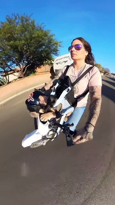Ce chien chevauche avec style - Buzz Buddy