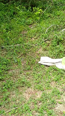 கோவை குடியிருப்பு பகுதியில் மீட்கப்பட்ட அரிய வகை வெள்ளை நிற பாம்பு வனத்தில் விடுவிப்பு