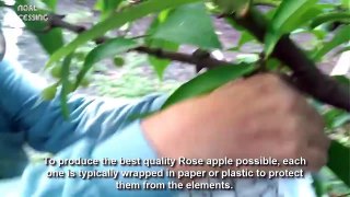 Asian Bell Fruit Agriculture Technology - Rose Apple Farm and Harvesting