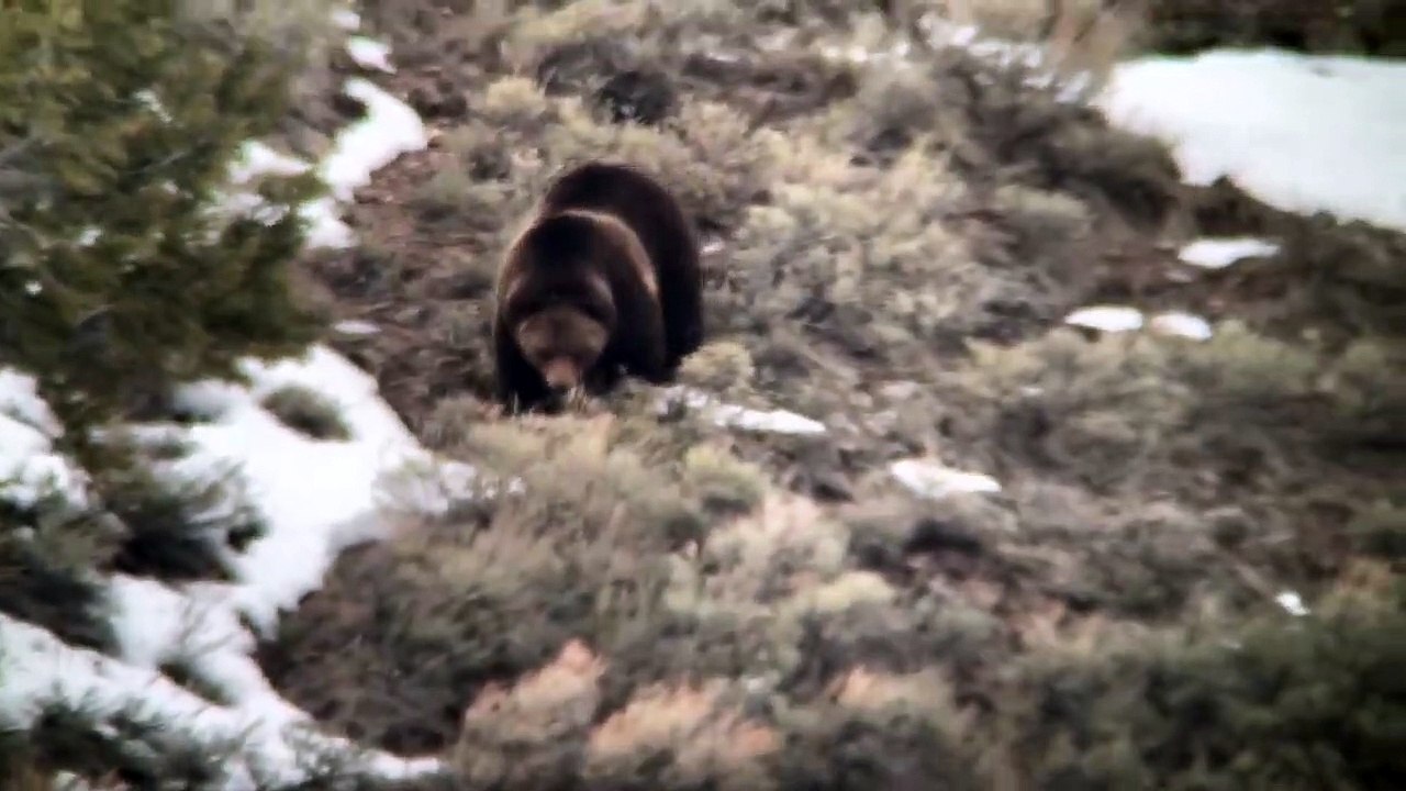 Happy Grizzly sort de son hibernation à Yellowstone - Buzz Buddy